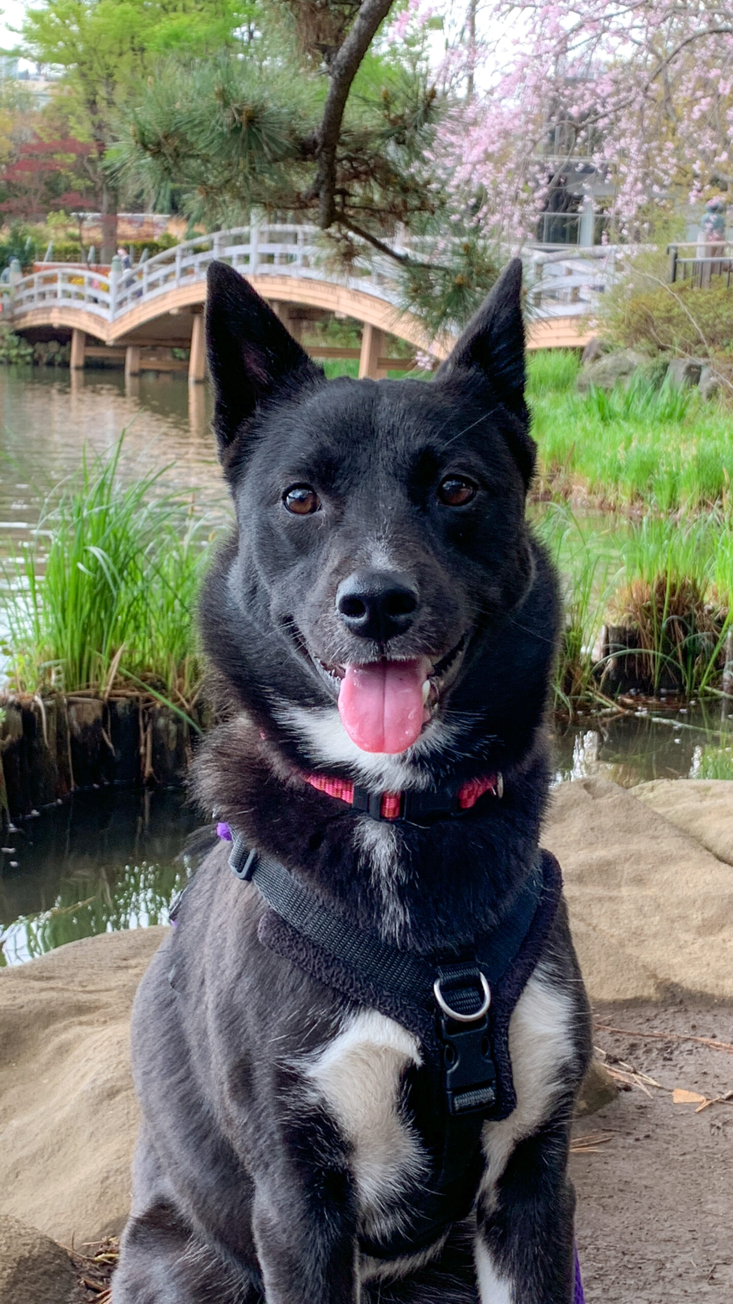 Amelia (a black mixed breen dog with white markings) sits in front of an old-style Japanese bridge.