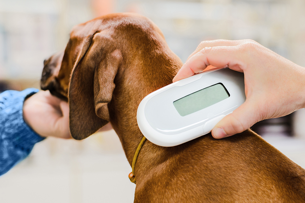 An example of how a RFID chip reader is used to find out the microchip number of a dog. The reader is held against where the shoulders meet the neck. Microchipping dogs in Japan