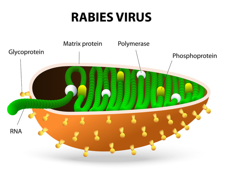 Rabies Laws and Vaccination Rules for Dog Owners in Japan - Tokyo Dog Life